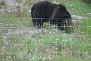 127 - Banff,Lake Louise,Morraine Lake  - IMG_0813